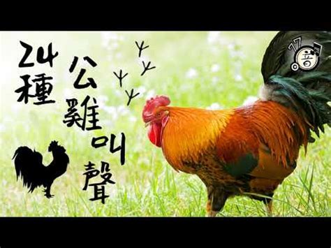 公雞啼鳴意思|公雞怎知要在黎明喔喔啼